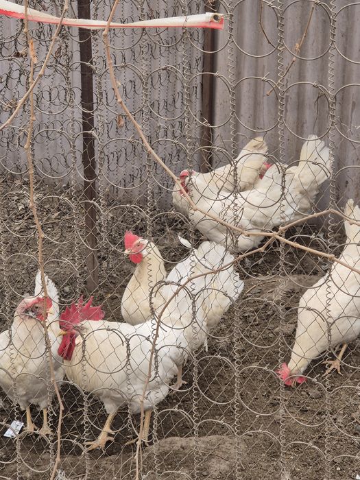 Яйцо инкубационное Легорн