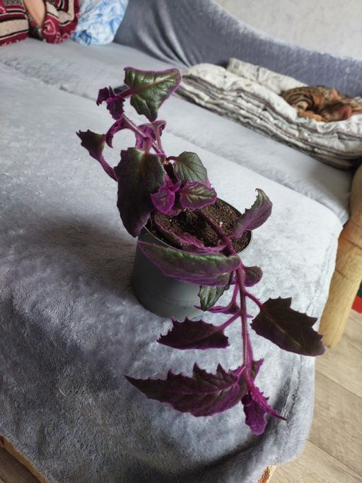 Комнатные растения.