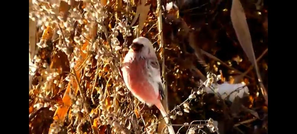 Продам птицу певчую