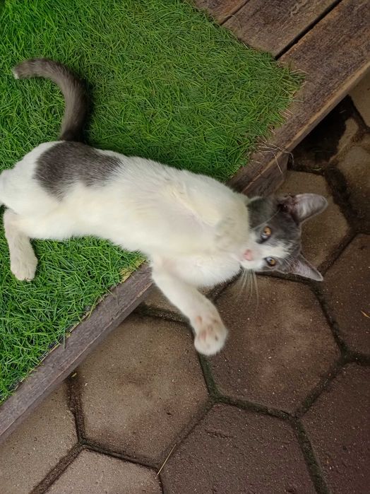 Котик ждёт хозяина