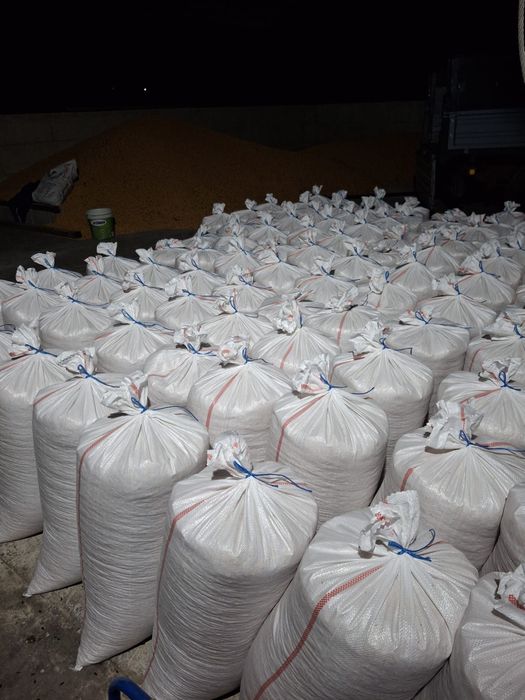 Porumb boabe 2025 cereale boabe