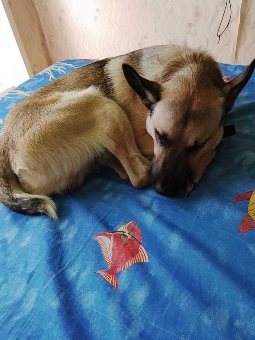 Собаке нужен дом! Срочно!