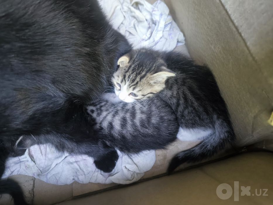 Вислоухий котенок скотиш фолд