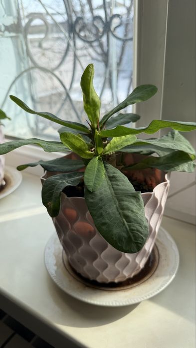 Комнатные цветы