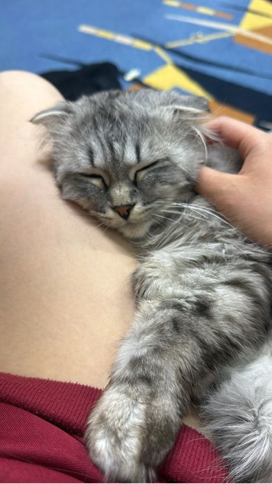 Шотландский кот.