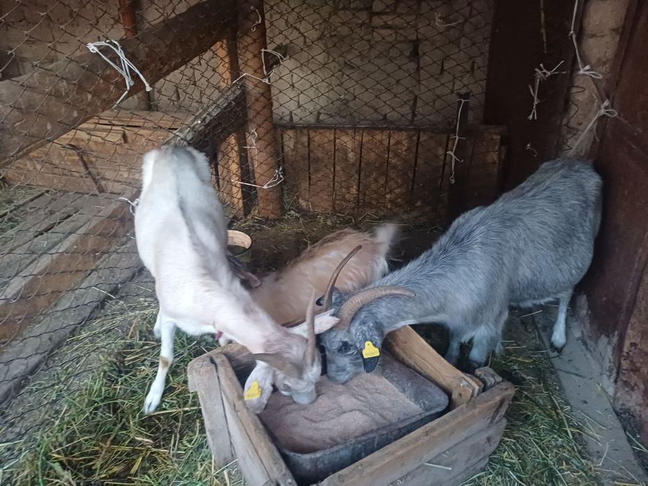 З бас ешкі сатылады