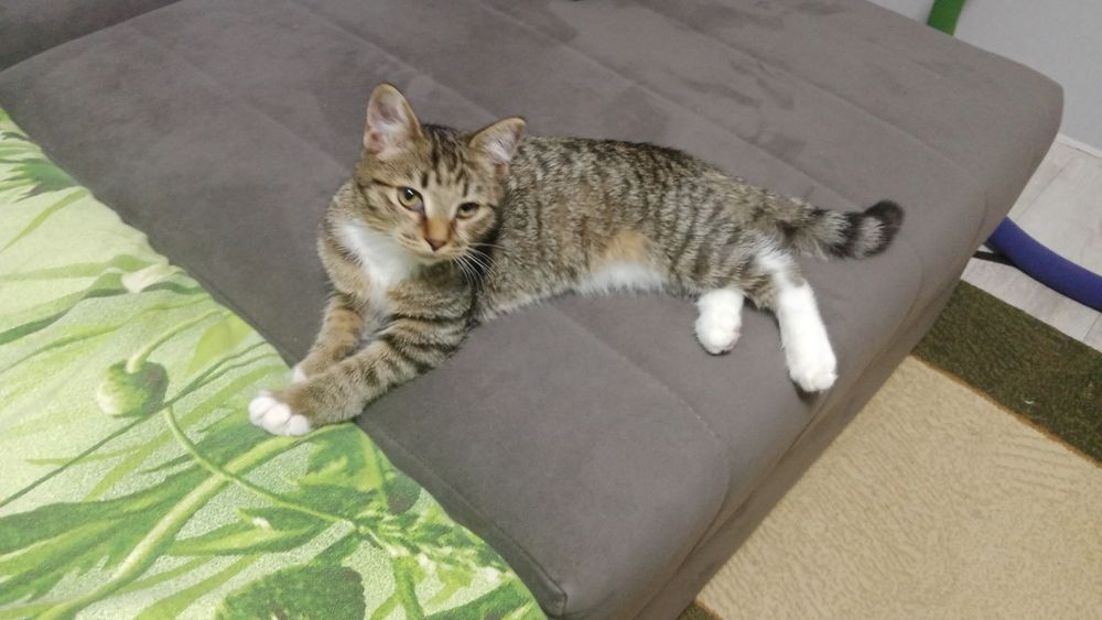 кошка без породы