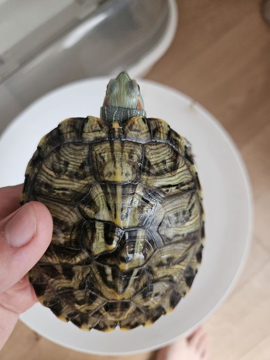 Продаю 2 красноухих черепах