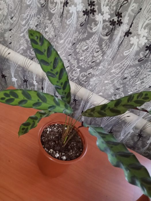 Шефлера Калатея Фикусы