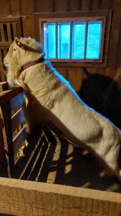 Tap saanen de prasila