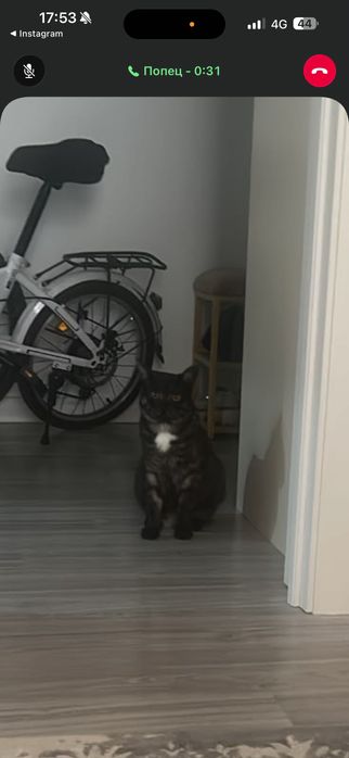 Отдам кота в добрые руки