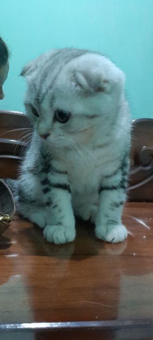 Зотдор тоза кон мушукча сотилади.     Продаётся котёнок