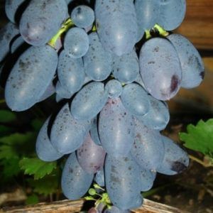 Vita de vie nobila altoita Neagra de masa  (12 soiuri)