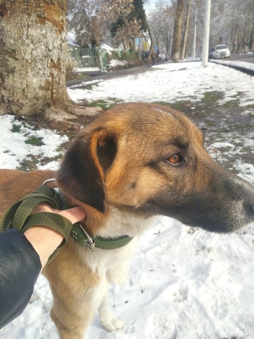 Собака в добрые руки