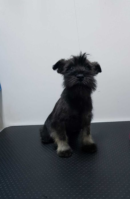 Продава  Пекинез, Мини шнауцер