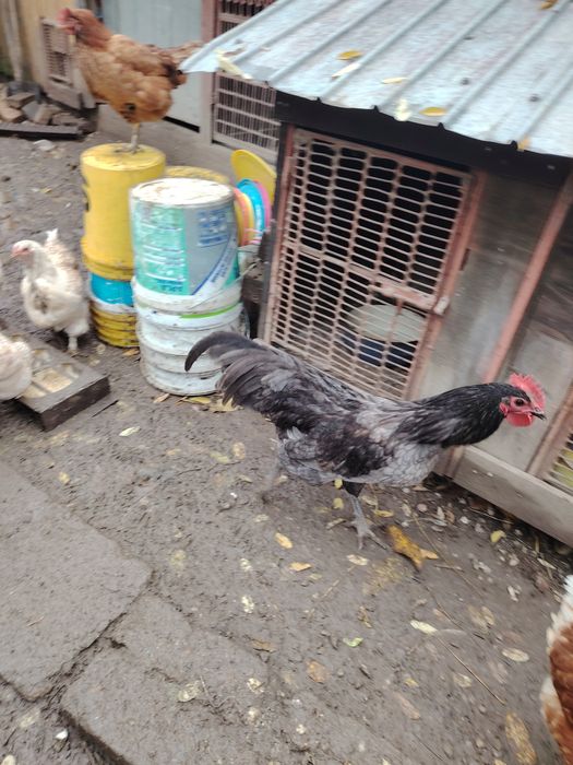 Vând cocos Australorp albastru