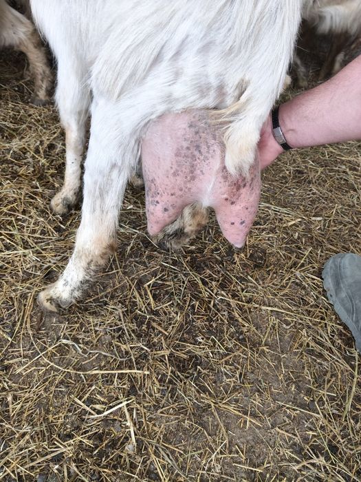 Vând 34 de capre cu lapte