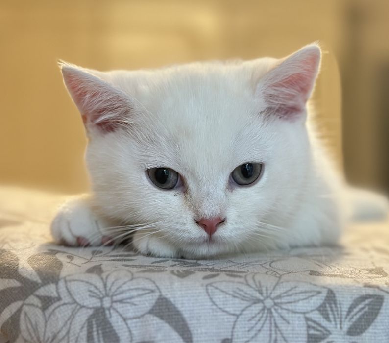 Котенок