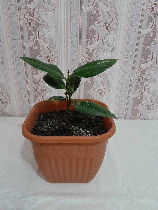 Срочно Продам цветы