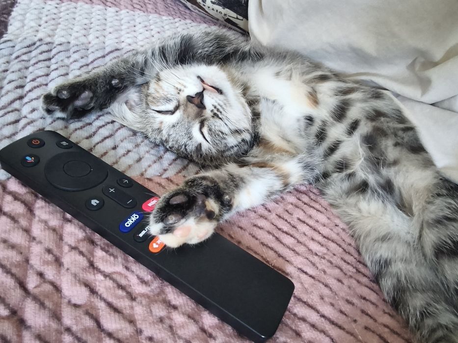 Отдаю котенка девочку 3,5 месяцаа