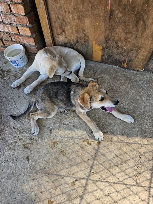 Подарявам малки кученца порода любов