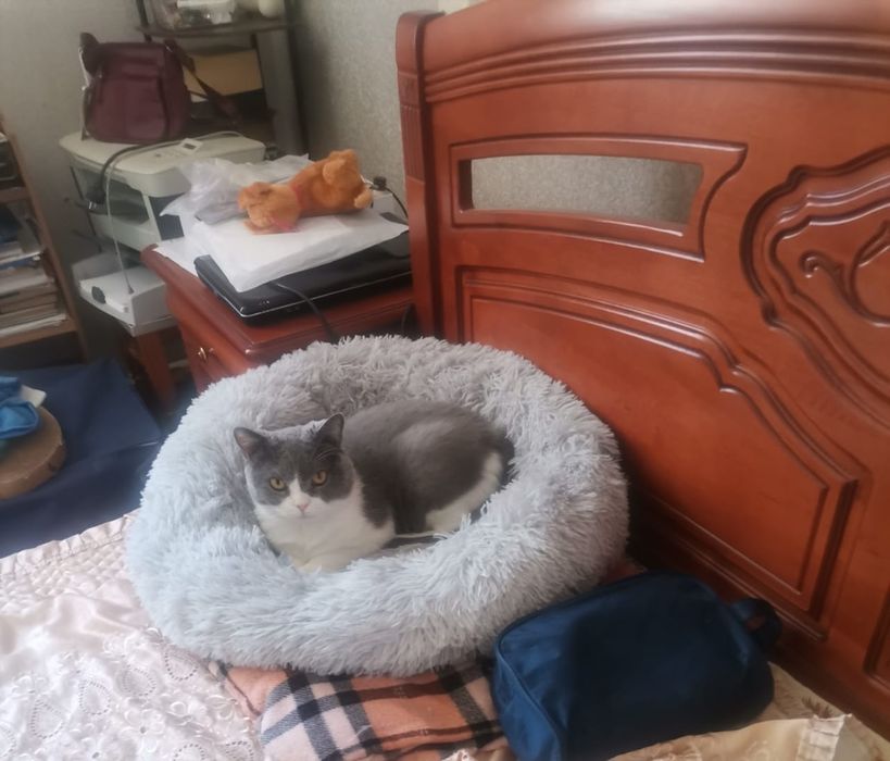 Британская кошечка