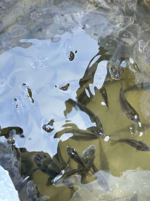 Puiet de crap și sânger