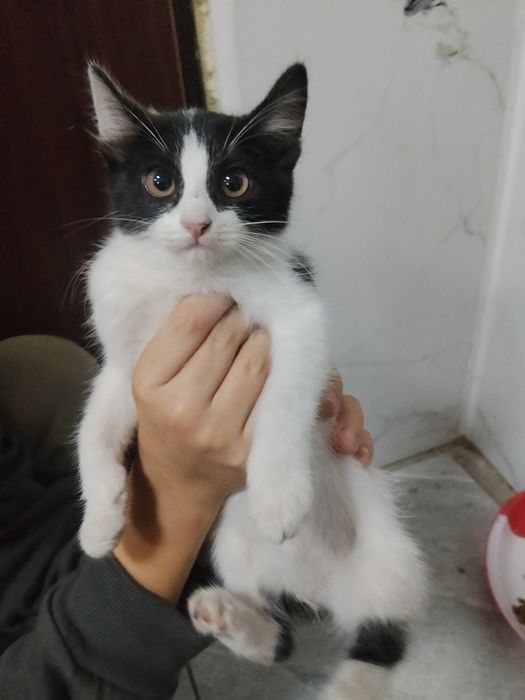 Отдадим котенка в добрые руки