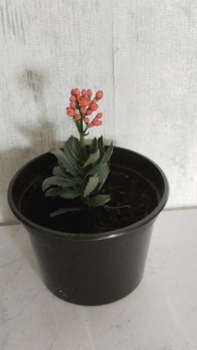 Продам комнатные цветы.