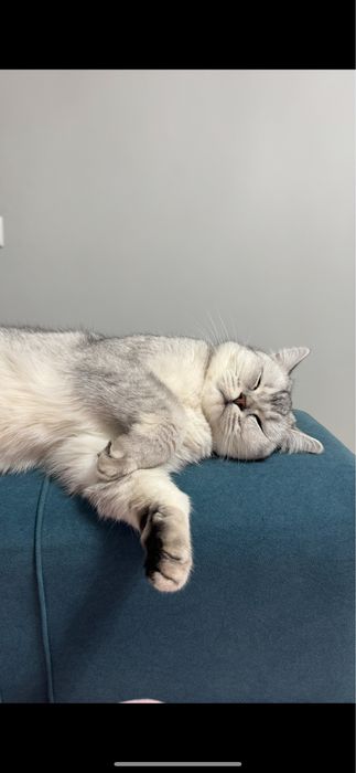 Британская порода сатылады