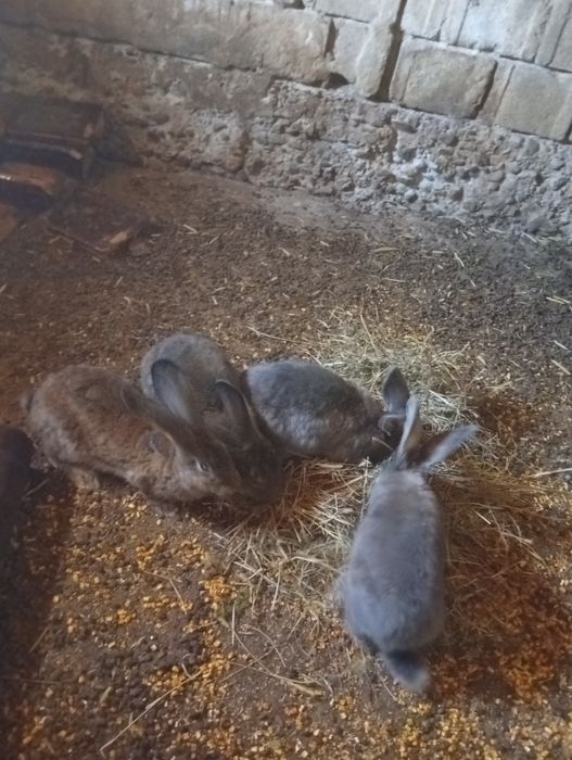 Iepuri de vînzare
