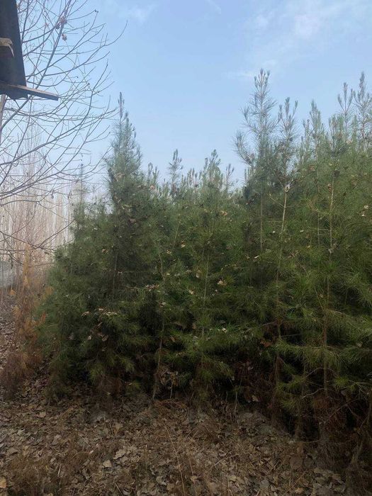 SASNA  ko`chatlar  sotiladi  OPTOM