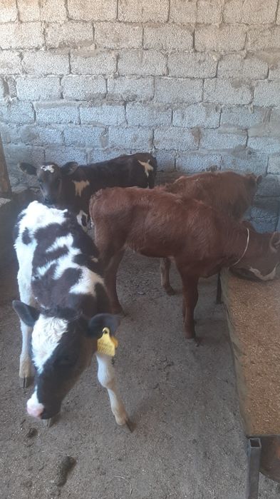 бузаулар сатылымда