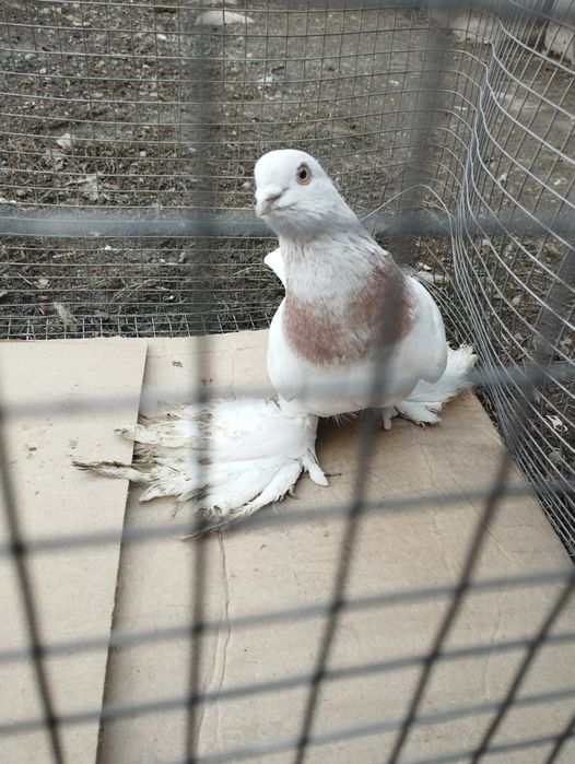 Продам самца голубя