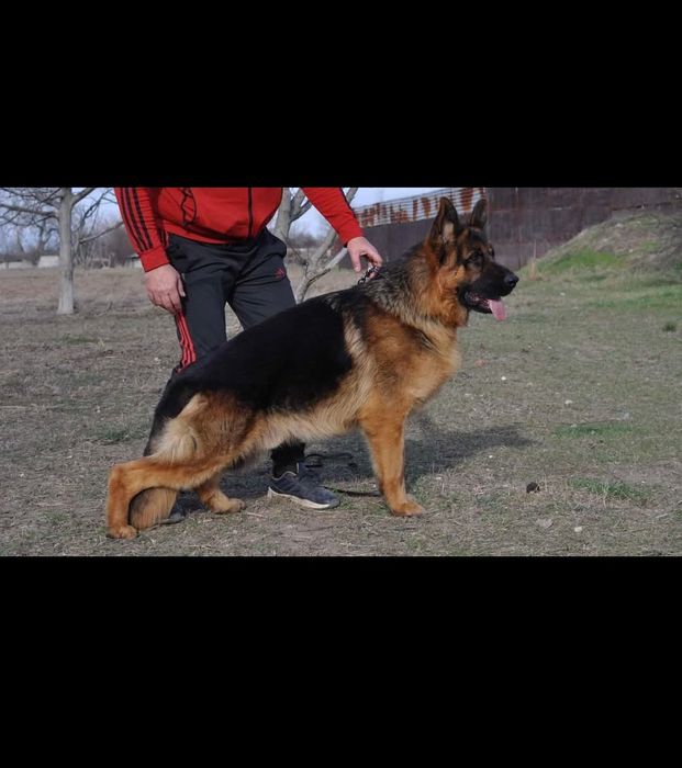 Свободни Немски Овчарки