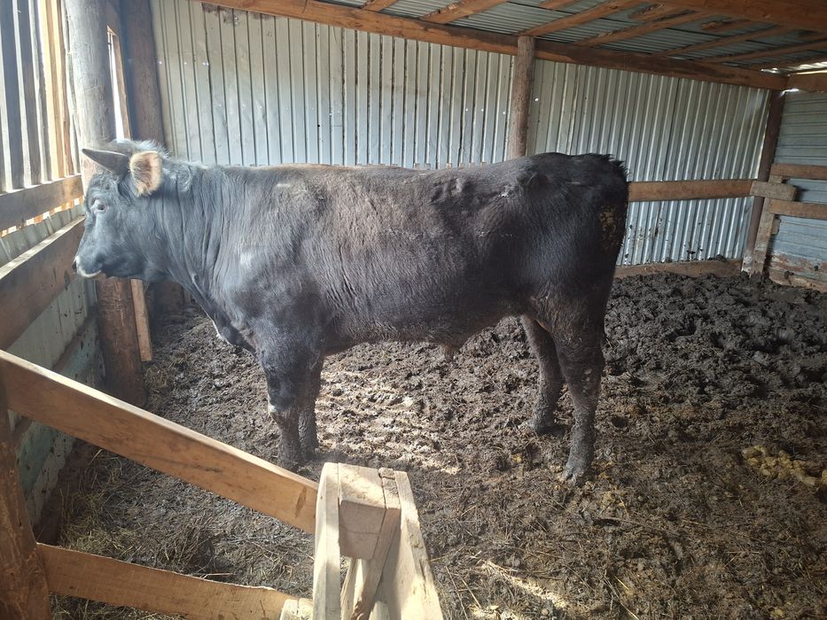 Продам быка с откорма