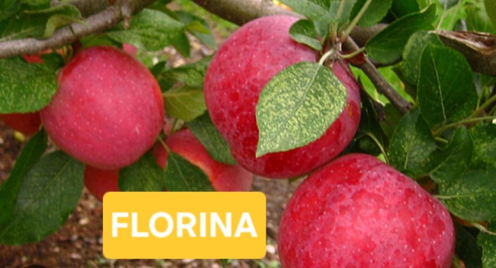 Pomi fructiferi  aclimatizați