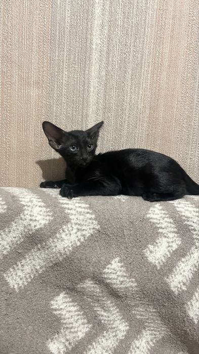 Ориентальные котята