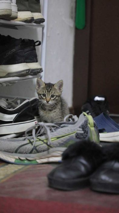 Котёнок, 2 месяца чистый, без вшей