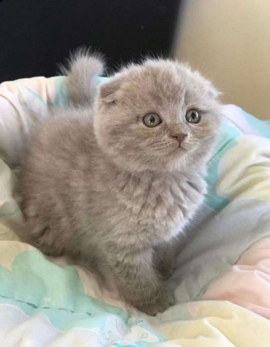 Продаются котята