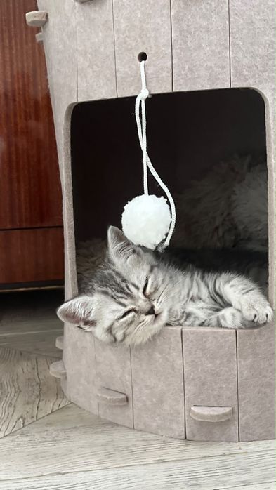 Кошечка девочка британка