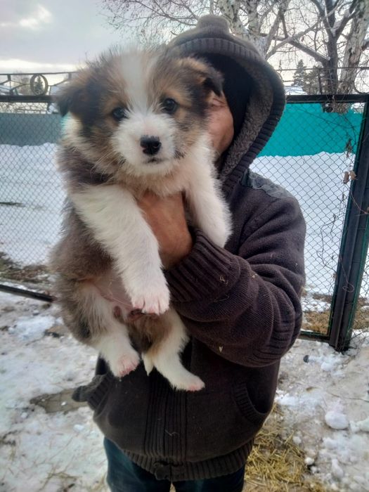 Отдам щенка в добрые руки