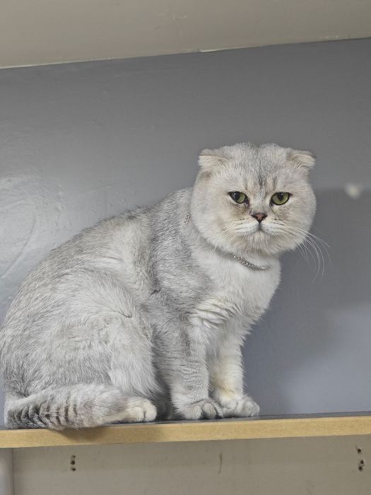 Vyazkaga fol soglomm mushuk bor