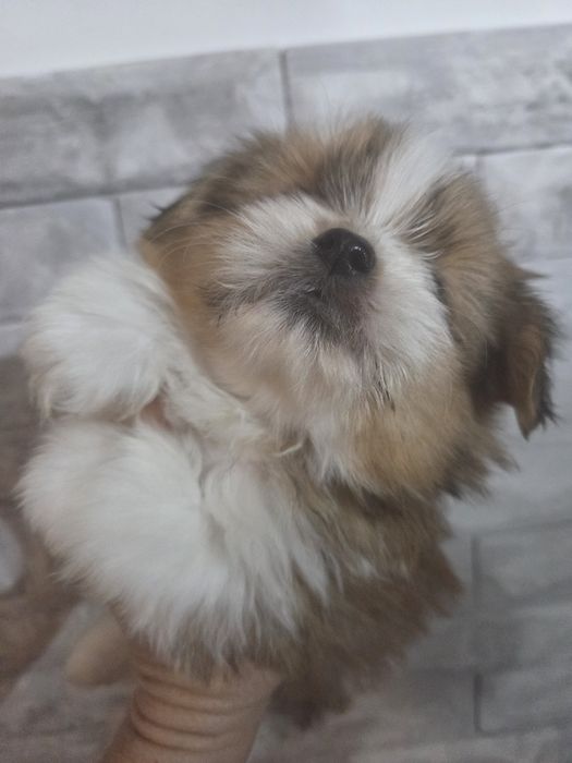 Шираниан --Ши Тцу - Померан