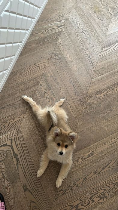 Отдам в доьрые руки немецкого шпица