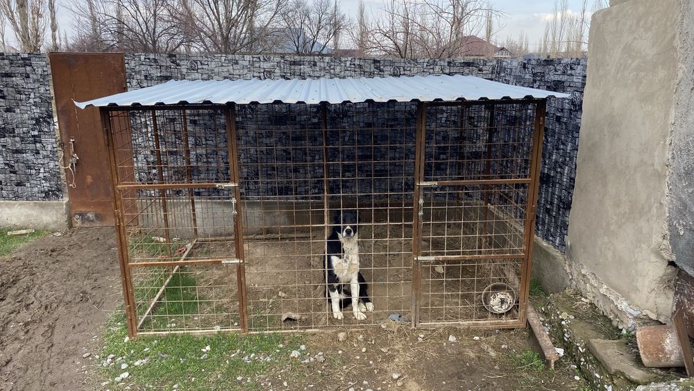 Вольер для собак