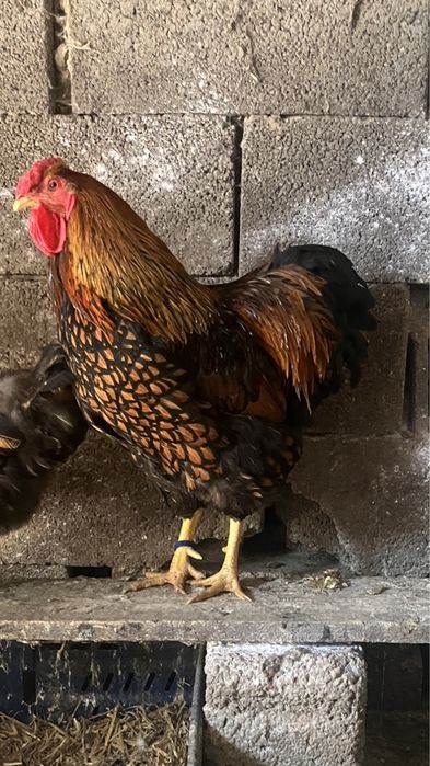 Oua de incubat Wyandotte GSG