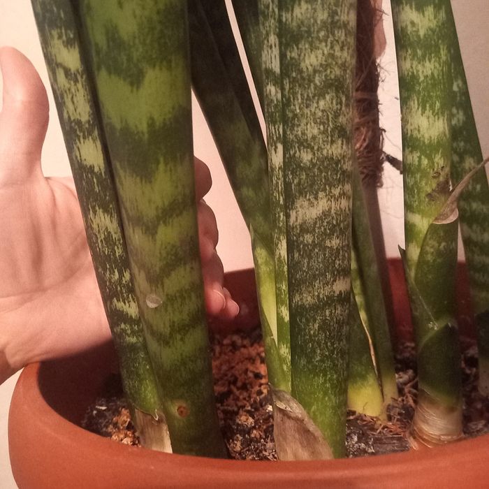 Продам сансевиерия