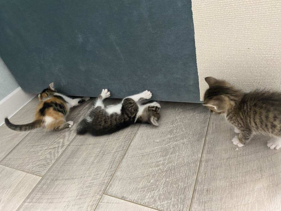 Котята три мальчика и одна девочка