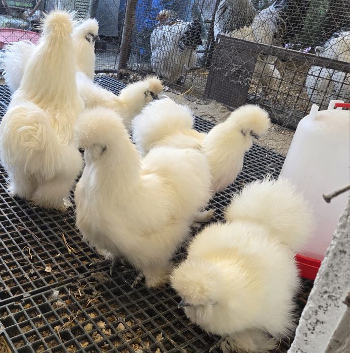 Oua incubat disponibile